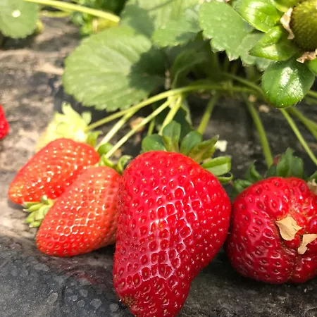 Alloggio per agriturismo Il Giglio *